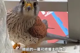 饲养国家保护动物，或已违法😂视频封面