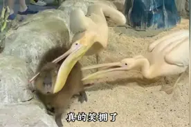 这下不止是越狱的卡皮巴拉豆包出名了，茱萸湾动物园也出名了！视频封面