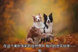 狗的鼻子印记就像人类的指纹，每只狗的鼻子印记都是独一无二的视频封面