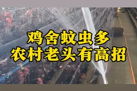 鸡舍苍蝇蚊子多，农村老头有高招，自制灭蚊蝇方法