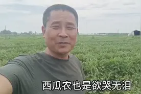 周口的西瓜成熟了。西瓜价格太低。走去瓜地看看。瓜农咋说？视频封面