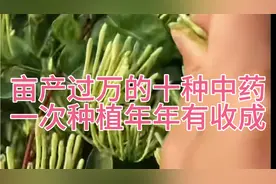 亩产过万的十种中药材，一次种植年年都有收成