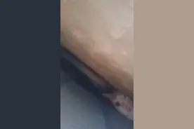 没什么可说的，但是这猫叫的是真惨。#日常#猫咪#怎么办?