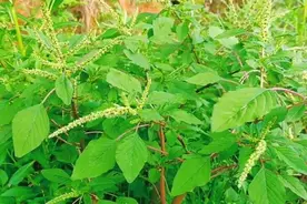 刺苋又叫土人参，根煲汤作用太厉害了，认识与了解下