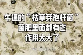 牛逼的“枯草芽孢杆菌”，菌肥里面都有它，作用太大了视频封面