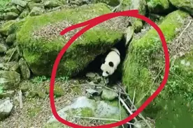 护林员多次偶遇山洞产崽的野生大熊猫，见证熊猫幼崽成长历程！视频封面