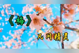 《梅》第一次听到这首歌，真的是太好听啦，经典之作，完美诠释