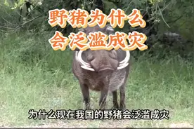 为什么我国曾经的“三有”野猪，现在却在多个省市泛滥？