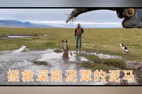 骏马深陷泥潭无法自拔！挖机拖车上阵拯救泥马！