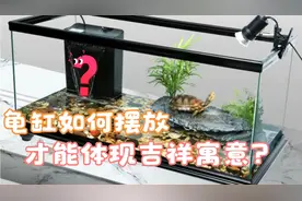 龟缸如何摆放才能体现养龟的吉祥寓意？视频封面
