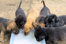 七星狗必出狗王，小伙抓老鼠测试狗狗的胆量，看看哪只是狗王