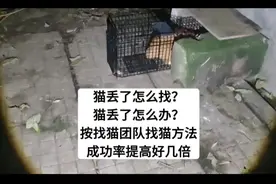 找猫方法，猫丢了怎么找？专业找猫团队教找猫，成功率提高好几倍视频封面