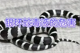 银环蛇的毒液危害