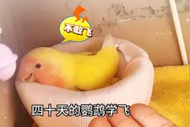手养雏鸟鹦鹉第四十天终于学会飞了，胆小又犹豫的小样萌萌哒
