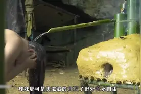 美女荒野求生竟然遇見了山石滑落，真是危險，不過收穫到極品视频封面