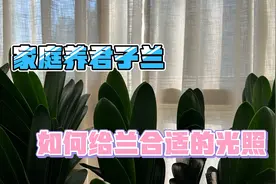 为什么我家窗户总是拉薄沙，就是为君子兰提供均匀散射光。视频封面