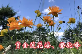 山西省忻州市五台县林海驼峰（驼梁）风景区赏金莲花海、登驼峰