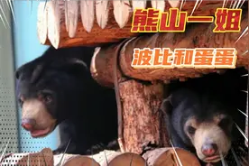 天津动物园熊山马来熊波比七个月大时的老照片后面的故事视频封面