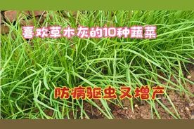 非常喜欢草木灰的10种蔬菜，防虫防病又增产，赶快学学吧
