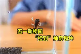 孩子从动物园带回几只蝌蚪，精心养大后，发现竟是稀有品种视频封面