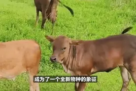 强行让母牛和公马杂交，能生下什么动物，会不会是小牛马？视频封面