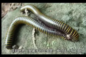 您知道世界上腿最多的昆虫有多少条腿嘛？来看视频。视频封面