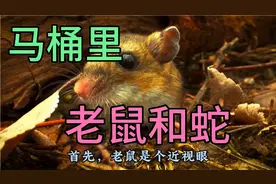 马桶里的老鼠和蛇，你害怕吗？视频封面