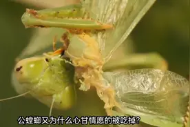 母螳螂的婚姻悲剧：交配过后吃掉自己的老公