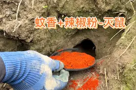 小伙用“蚊香加辣椒粉”驱鼠，害鼠飞跳而出，太给力了