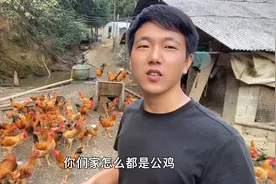 公鸡对母鸡的伤害太大了，小伙一招轻松解决，难怪公鸡老是啄他