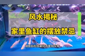风水揭秘，家里鱼缸的摆放禁忌，你必须知道！