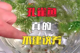 千万不要养孔雀鱼，一点乐趣都没有视频封面