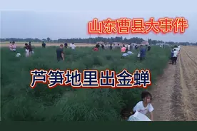 山东曹县，芦笋地里捉金蝉，人山人海种植效益惊人视频封面