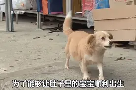 流浪狗妈妈为了生下孩子，每天冒死进城讨要食物。结局很暖心！