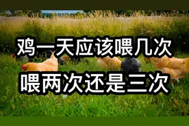 鸡一天应该喂几次，喂两次还是三次？十个养鸡人九个都做错了视频封面