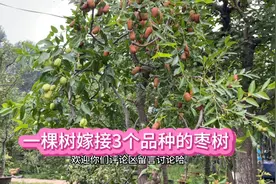 一棵树枣树嫁接了3个品种，满树果子，太漂亮了视频封面