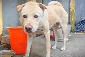 从年三十吃到年初五，再能吃的狗狗们也吃不动了……视频封面