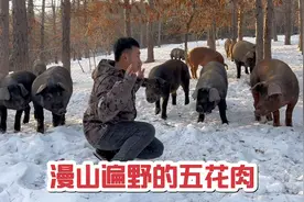 探访深山黑猪养殖基地，整个山坡全是大肥猪，这养殖环境真是绝了视频封面