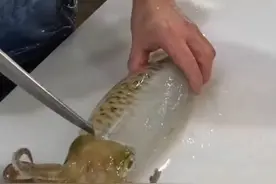 鱿鱼🦑分割处理过程，做生鱼片是不是一绝？视频封面