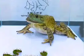 牛蛙对洋辣子有免疫吗？