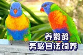 养鹦鹉务必合法饲养，盘点7种国内合法饲养的鹦鹉