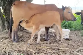 你见过小牛如何吃奶的吗？赶紧来看看吧，超出你的想象视频封面