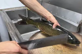 横县草鱼鱼生各式做法之一，鱼尾巴切木马架、鱼身切片