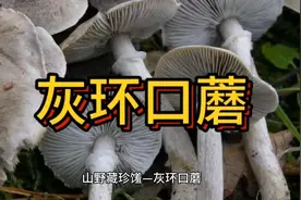 荒野野生菌—灰环口蘑，又是一种美味的野生菌。