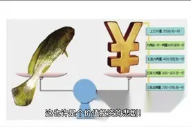 金龙鱼跌成了“鱼干”，价值投资者嚎嚎大哭！视频封面