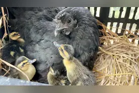 母鸡孵出小鸭子啦，鸭宝宝很依赖鸡妈妈视频封面