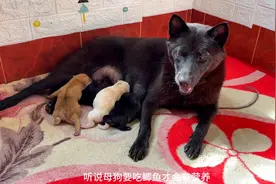 小黑好像不太喜欢带自己的狗崽视频封面