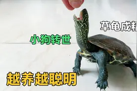 养了八年的草龟成精了！每天守在门口等主人回家，居然越养越聪明