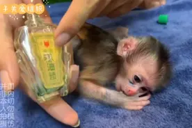 印尼老表错把风油精当痱子水给爱猴擦屁股，小毛猴爽到手脚紧攥。