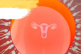 月经周期全解析：从排卵到月经来潮